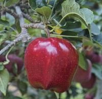 نهال سیب لبنان قرمز شناسنامه دار | سیب لبنان قرمز شناسنامه دار | نهالستان پردیس کشاورزی ۰۹۱۲۰۳۹۸۴۱۷ دکتر احمد حسینی