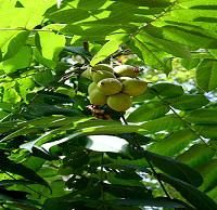 درخت نهال گردو فرانسوی خوشه ای ژنوتیپ | نهال گردو فرانسوی خوشه ای ژنوتیپ | گردو فرانسوی خوشه ای ژنوتیپ| نهالستان پردیس کشاورزی | ۰۲۱۶۶۴۶۰۷۴۳