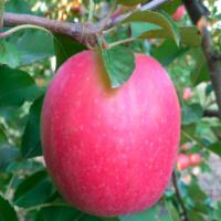 نهال سیب m106 شناسنامه دار  سیب m106 شناسنامه دار  نهالستان پردیس کشاورزی 09120398417 دکتر احمد حسینی