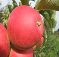 نهال سیب  m107 پایه رویشی | سیب m107 پایه رویشی | نهالستان پردیس کشاورزی ۰۹۱۲۰۳۹۸۴۱۷ دکتر احمد حسینی