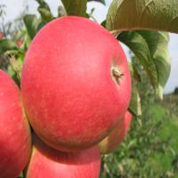 نهال سیب  m107 پایه رویشی  سیب m107 پایه رویشی  نهالستان پردیس کشاورزی 09120398417 دکتر احمد حسینی