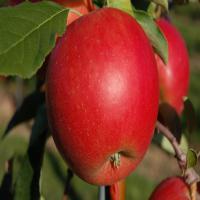 نهال سیب  m111 پایه رویشی  سیب m111 پایه رویشی  نهالستان پردیس کشاورزی 09120398417 دکتر احمد حسینی