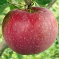 نهال سیب اصلاح شده شناسنامه دار  سیب اصلاح شده شناسنامه دار  نهالستان پردیس کشاورزی 09120398417 دکتر احمد حسینی