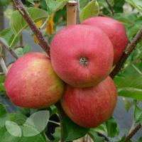 نهال سیب اصلاح شده پایه رویشی  سیب اصلاح شده پایه رویشی  نهالستان پردیس کشاورزی 09120398417 دکتر احمد حسینی