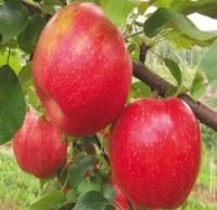 نهال سیب لبنان قرمز پایه رویشی | سیب لبنان قرمز پایه رویشی | نهالستان پردیس کشاورزی ۰۹۱۲۰۳۹۸۴۱۷ دکتر احمد حسینی
