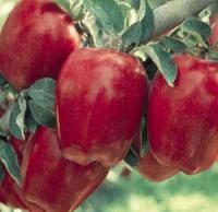 نهال سیب لبنان قرمز پایه مالینگ | سیب لبنان قرمز پایه مالینگ | نهالستان پردیس کشاورزی ۰۹۱۲۰۳۹۸۴۱۷ دکتر احمد حسینی