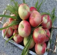 نهال سیب پایه رویشی | سیب پایه رویشی | نهالستان پردیس کشاورزی ۰۹۱۲۰۳۹۸۴۱۷ دکتر احمد حسینی