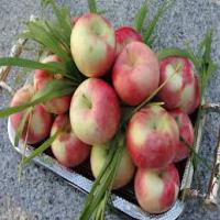 نهال سیب پایه رویشی  سیب پایه رویشی  نهالستان پردیس کشاورزی 09120398417 دکتر احمد حسینی