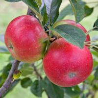 نهال سیب پیوندی پایه رویشی  سیب پیوندی پایه رویشی  نهالستان پردیس کشاورزی 09120398417 دکتر احمد حسینی