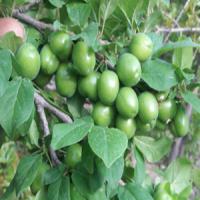 نهال گوجه سبز ازمیری | نهال گوجه سبز | نهالستان پردیس کشاورزی 09120398417 دکتر احمد حسینی 